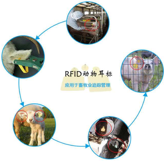 rfid牲畜管理系統