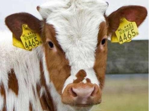 畜牧業(yè)RFID超高頻動(dòng)物電子標(biāo)簽 牛羊耳標(biāo)標(biāo)簽 畜牧業(yè)RFID超高頻動(dòng)物電子標(biāo)簽 牛羊耳標(biāo)標(biāo)簽